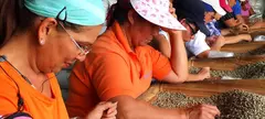 Nyolc érdekesség a Costa Rica-i kávékról című cikk borítóképe