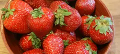 Az eper, ami igazából szamóca című cikk borítóképe