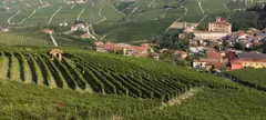 Barolo és szarvasgomba című cikk borítóképe