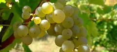 A sauvignon blanc, ha magyar című cikk borítóképe