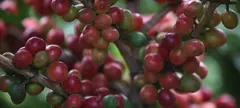 Nyolc érdekesség a kenyai kávékról című cikk borítóképe